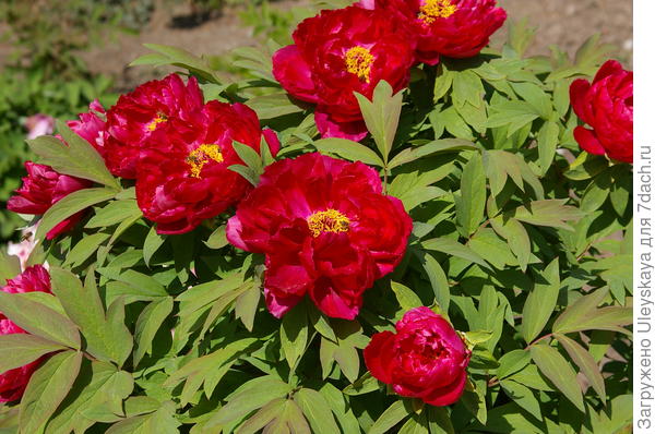 фото 1 Древовидные пионы Партенита