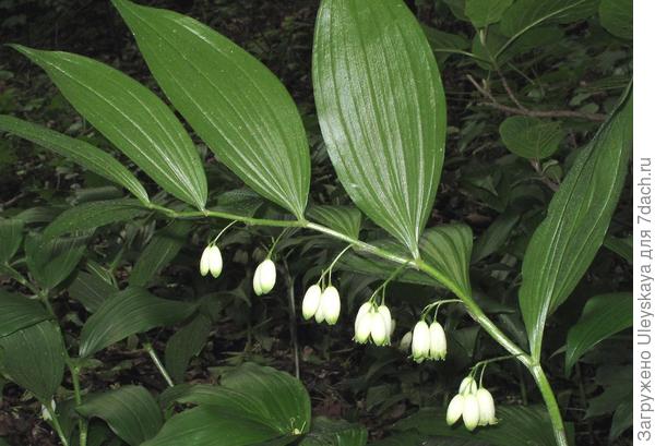 Купена волосистая. Фото с сайта gobotany.newenglandwild.org