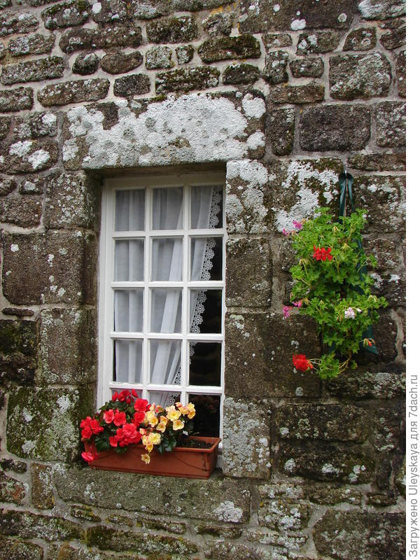 В контейнере бегония клубневая