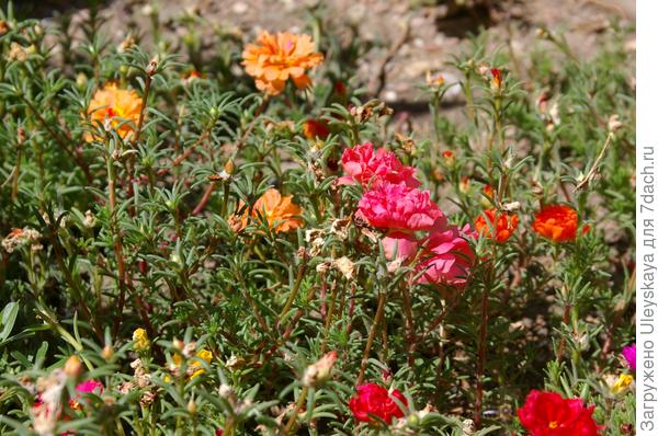 Портулак крупноцветковый