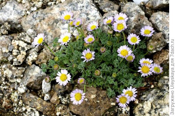 Мелколепестник сложноцветный. Фото с сайта alpine-plants.eu