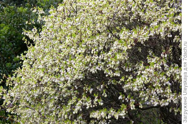 Цветущий куст энкиантуса колокольчатого в санатории Айвазовское, Партенит, ЮБК