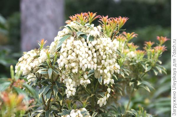 Цветет пиерис японский