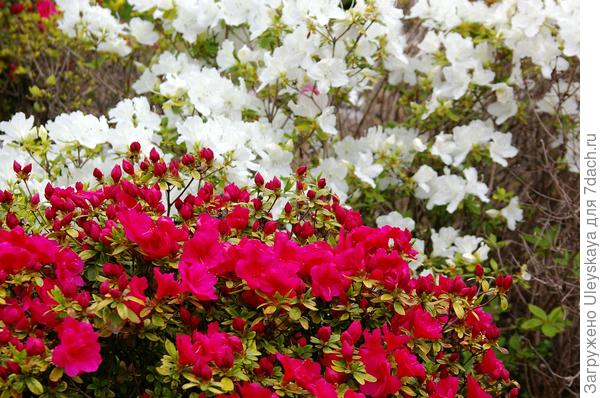 фото 16 Контраст белого и красного