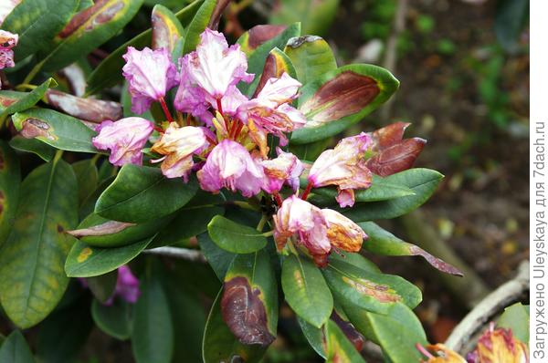 фото 22 Она же