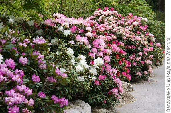 фото 18 Рододендроны в нижней части японского сада