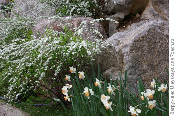 Спирея, камни и нарциссы