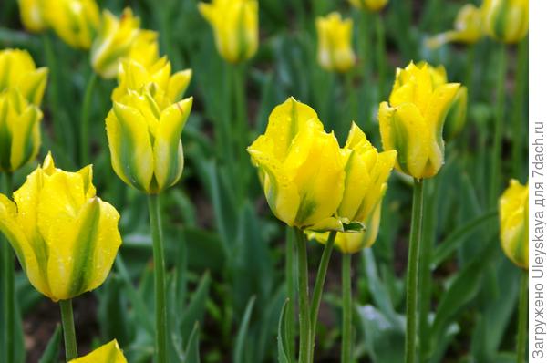 Сорт Yellow Springgreen