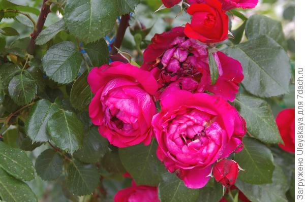 Роза сорт Ruban Rouge из шрабов