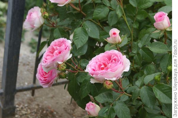 Цветет роза сорт Sophia Romantica