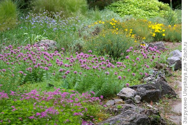 Фуопсис в композиции