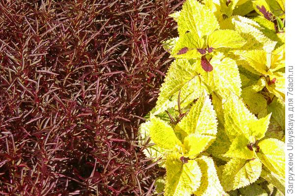 Колеус Блюме и альтернантера