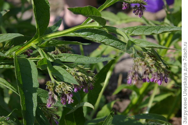 Он же в Никитском ботаническом саду