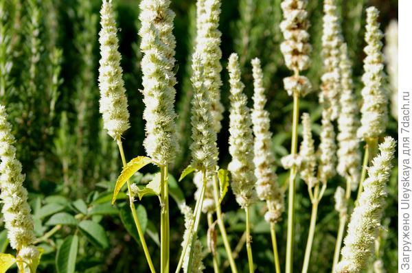 Многоколосник фенхелевый сорт Памяти Капелева