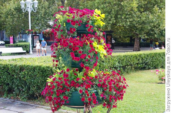 Ипомея батат и петуния. г. Ялта