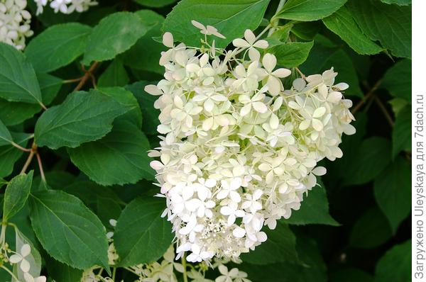 Цветет гортензия метельчатая