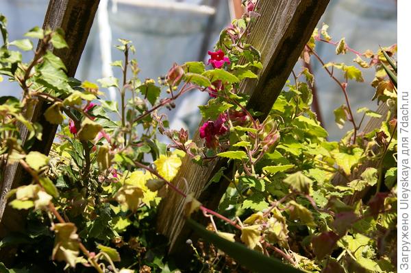 Лофоспермум красный или маурандия, азарина красная