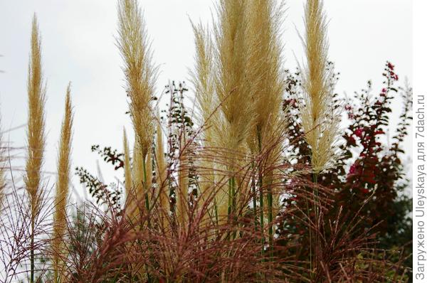 Кортадерия