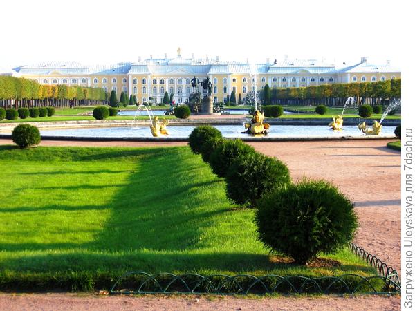 Туя западная в шаровидной стрижке