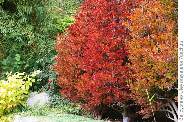 Энкиантус в красной одежде осенью