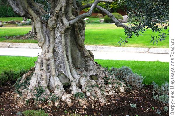 Старинная 200-летняя маслина в античном саду