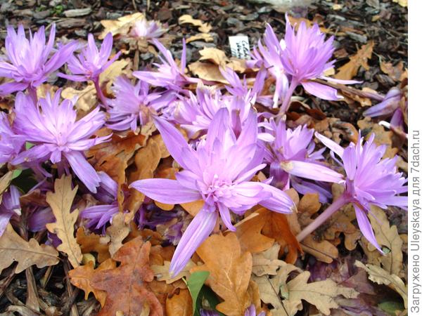 Цветет безвременник