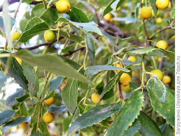 Плодоношение каркаса южного