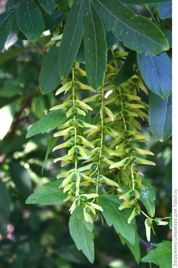 Начало плодоношения