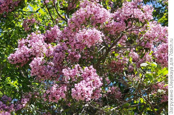 Шикарное цветение катальпы Фаргези формы дюкло