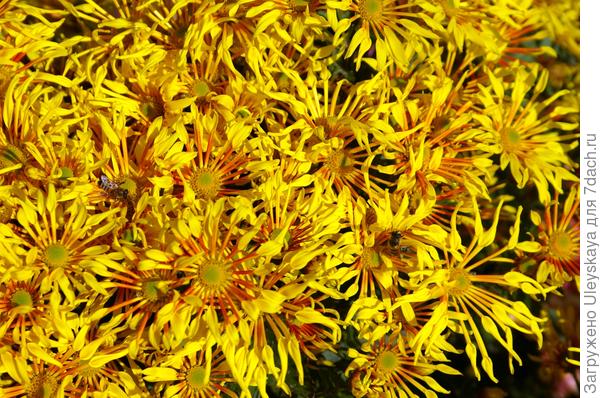 Хризантема сорт Лучистая, НБС, 9 ноября