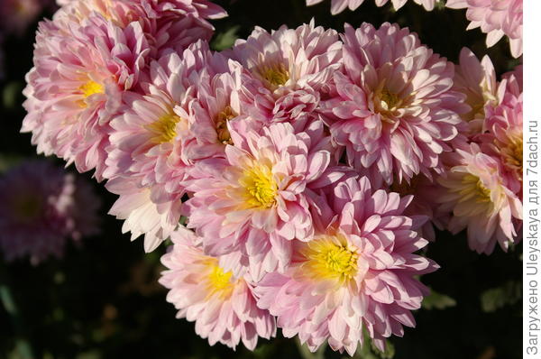 Сорт-дебютант бала Champange Dark Pink
