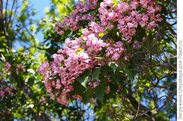Цветение катальпы Дюклу. Фото автора