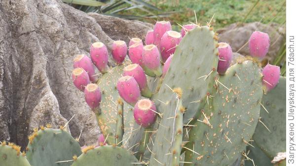 Опунция с плодами