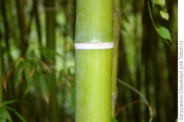 Одревесневающий полый ствол соломина листоколосника сизо-зеленого