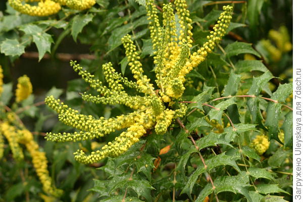 Соцветие магонии средней
