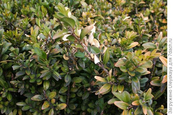 Самшит вечнозеленый