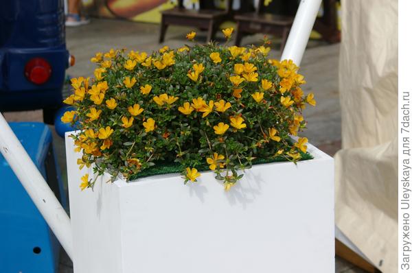 Он же в вазоне