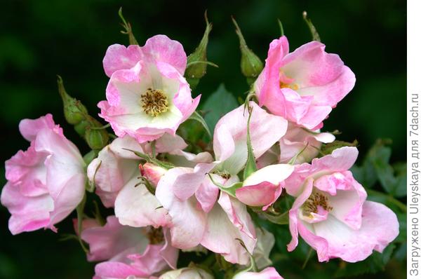фото 3