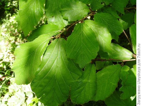 Листья парротии персидской крупным планом