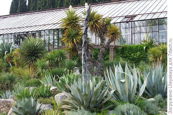 Только что выброшенный цветонос, цветение еще впереди