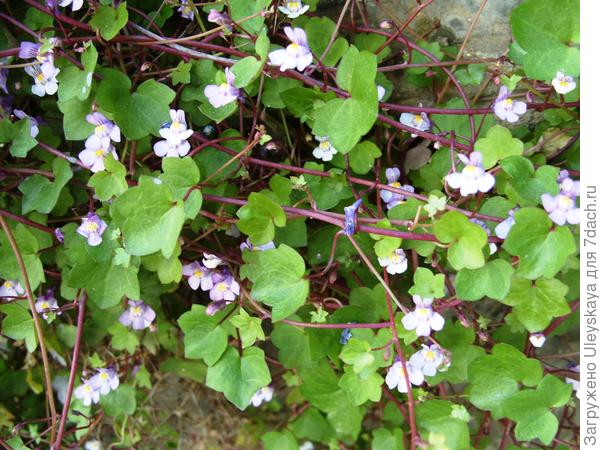 Она же крупным планом