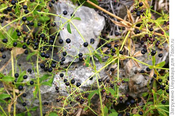 Марена красильная в плодоношении