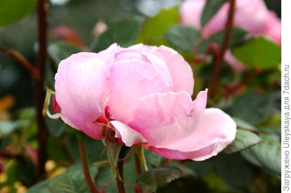 фото 3