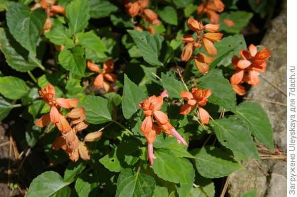 Сальвия сверкающая в Партените