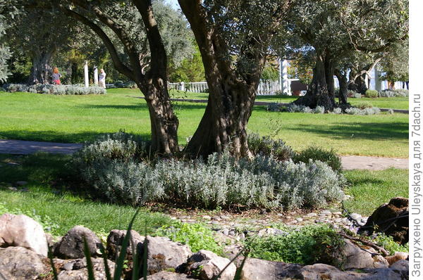 фото 5 Прекрасный серебристый дуэт: маслина и лаванда