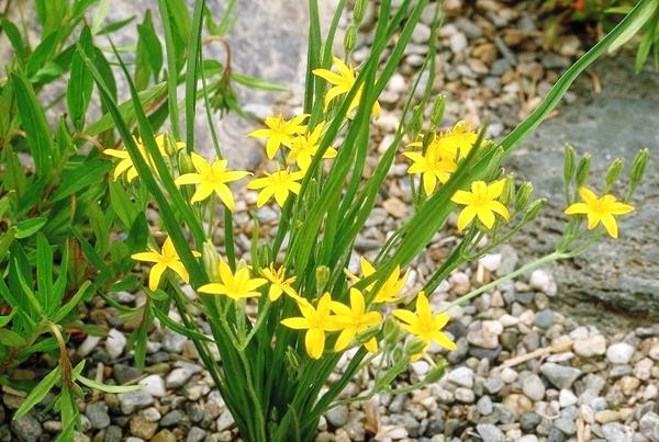 Гипоксис волосистый. Фото с сайта gobotany.nativeplanttrust.org