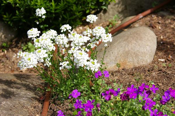 Обриета и крылотычинник крупноцветковый в каменистом саду