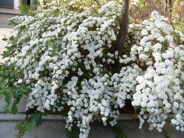 Белая пена цветения спиреи кантонской. Фото автора