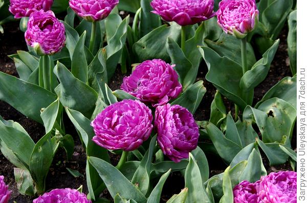 сорт Double Flag