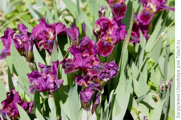 Ирис бородатый карликовый сорт Beau